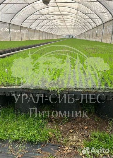 Предзаказ Лиственница Сибирская зкс сеянцы