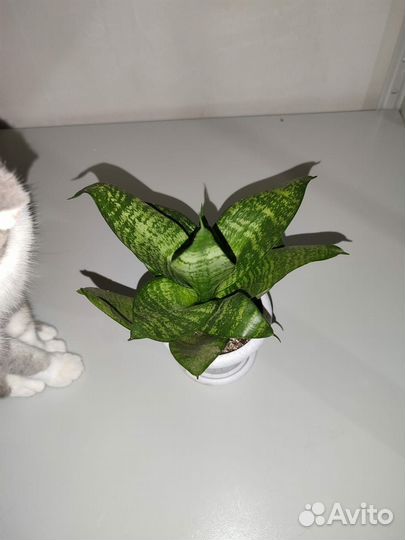 Сансевиерия