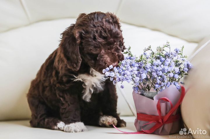 Продажа щенков