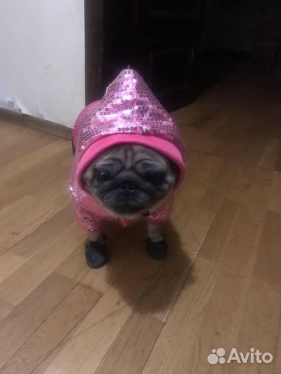 Передержка для собак и кошек