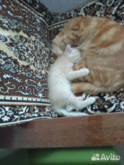 Котенок в дар