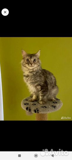 Котята мейн-кун