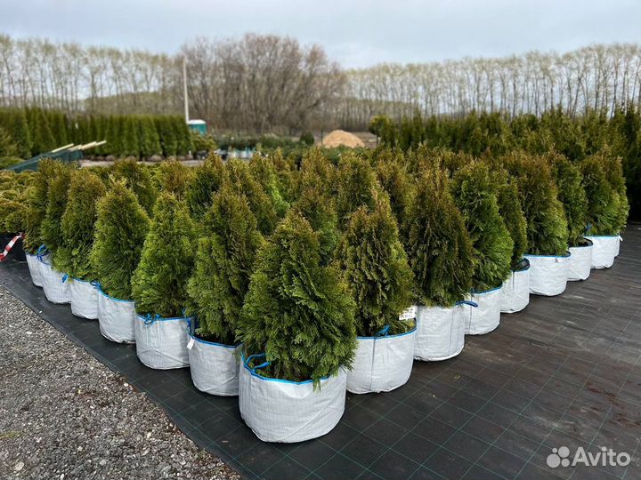 Туя Смарагд Витбонт