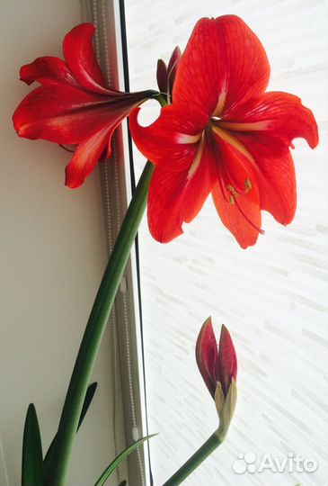 Гиппеаструм амариллис луковицы