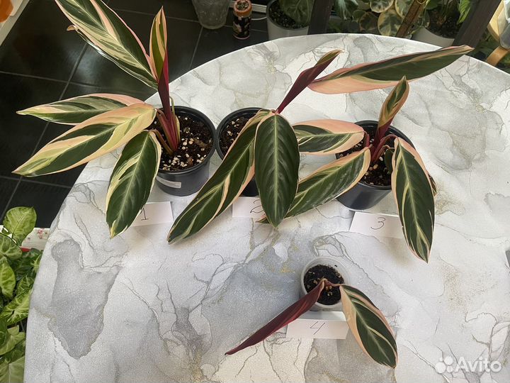 Строманта триколор