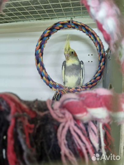 Попугай корелла птенец