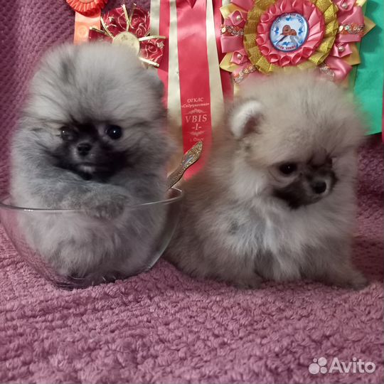 Померанский шпиц мини микро