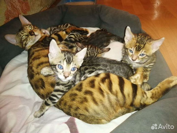 Бенгальские котята