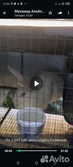 Кролики мясных пород великаны