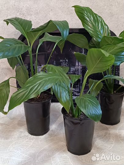 Спатифиллум