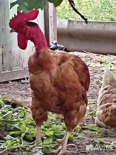 Куры петухи