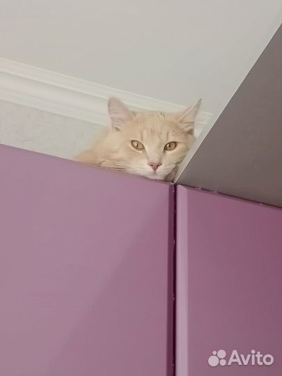 Пропал кот Просим содействия в поисках