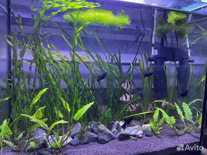 Аквариумные водоросли, рыбки Гуппи, улитки