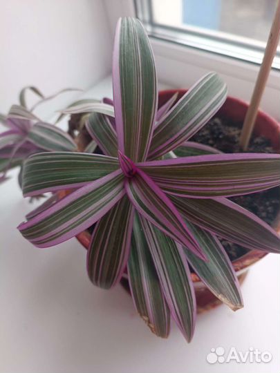 Цветок Рео с горшком