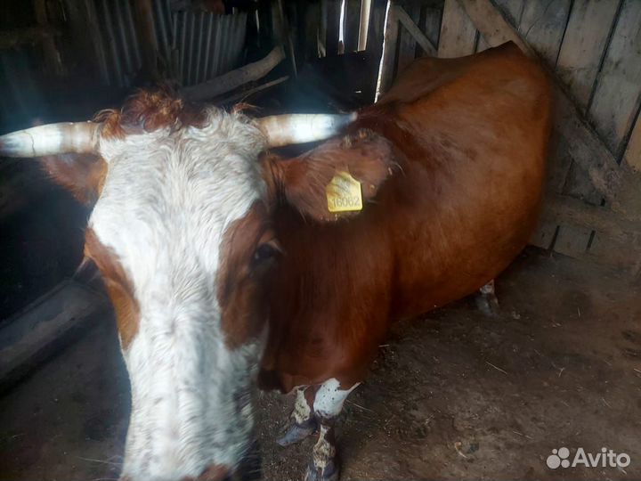 Корова дойная