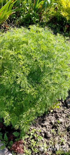 Ромашка садовая, шнитт-лук, полынь