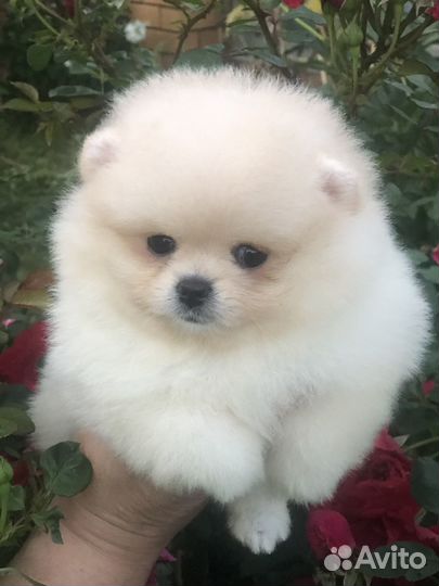 Щенки шпица(девочка)