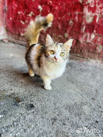 Кошка в добрые руки