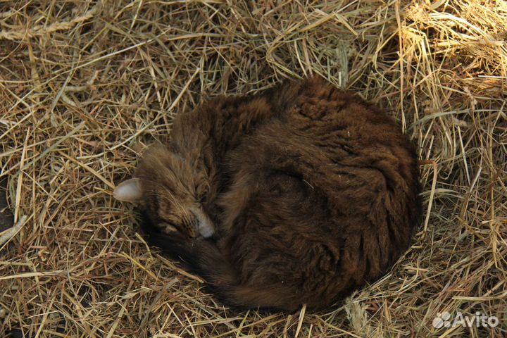 Фотограф анималист