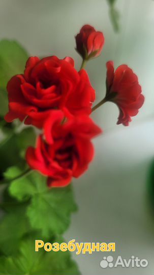 Пеларгония герань