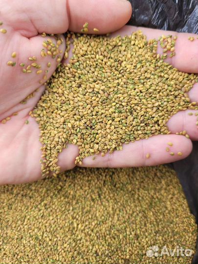 Семена донника жёлтого