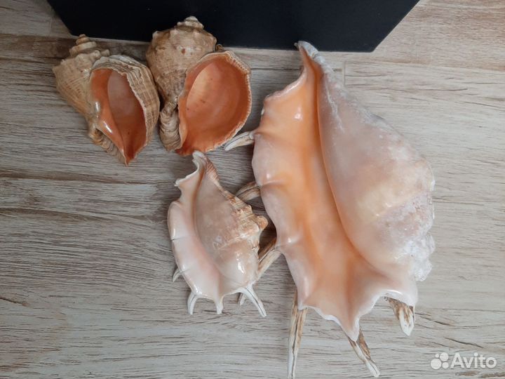 Морские ракушки раковины большие