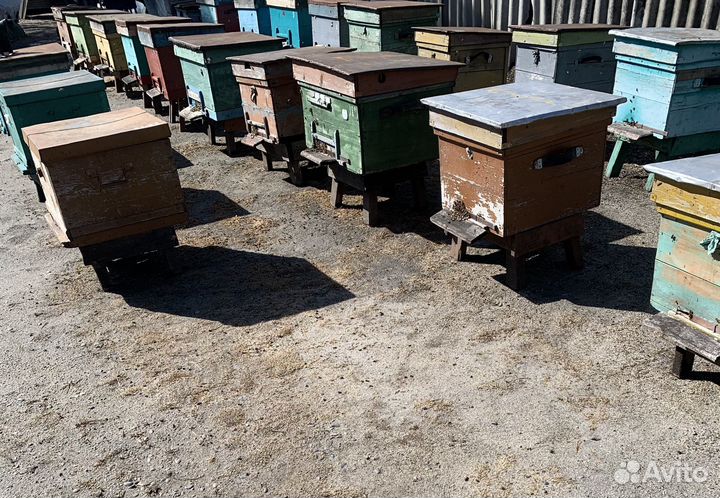 Продам пчелосемьи