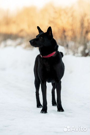 Мишель ищет дом