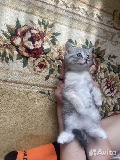 Котята мальчик девочка Мать британская шиншилла