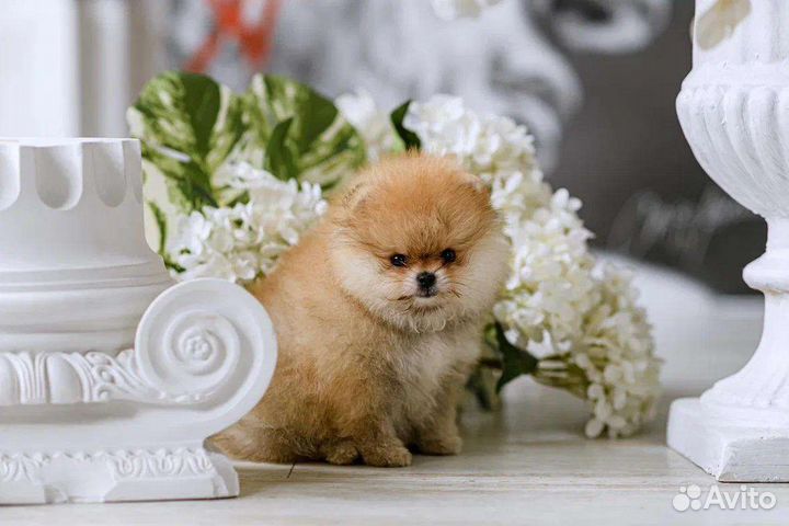 Померанский шпиц мини