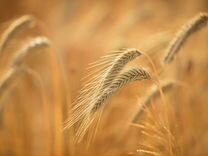 Семена озимой пшеницы (эс)