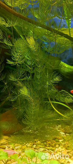 Аквариумное растение