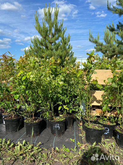 Саженцы 3-х летние Дюк голубика