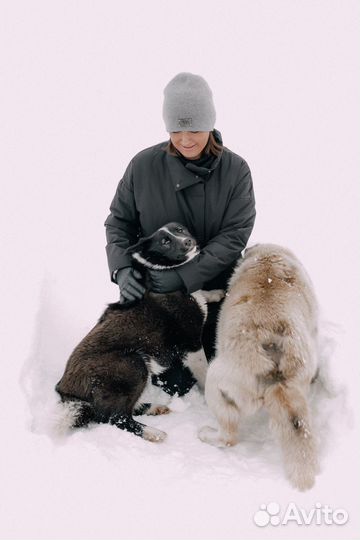 Собака в добрые руки