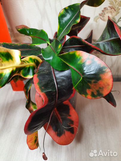 Кротоны Мамми и другие