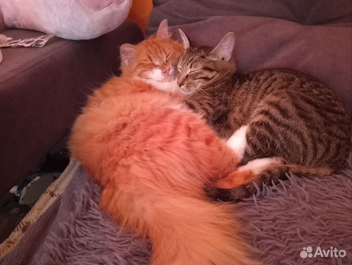 Кошка, кошки в добрые руки