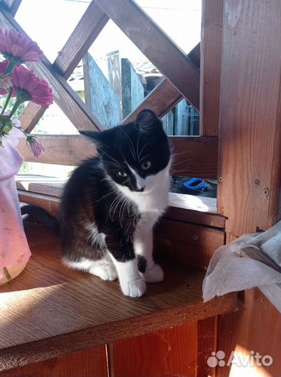 Котёнок кошка