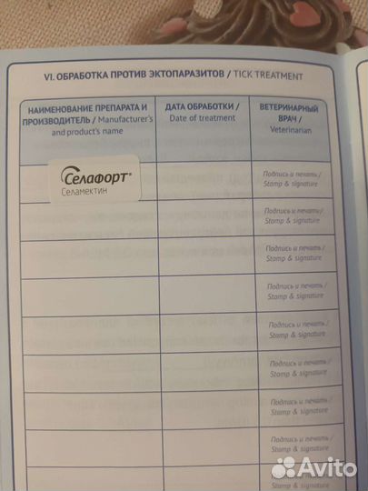 Шотландская прямоухая
