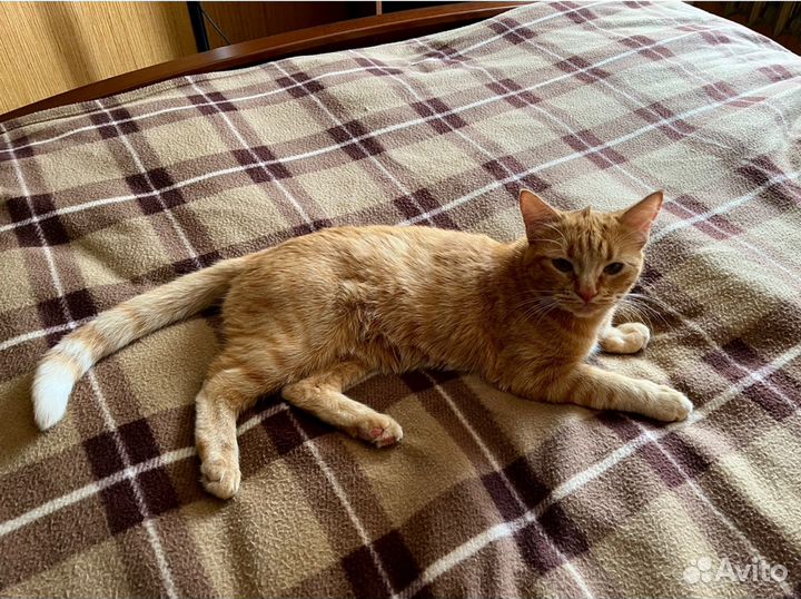 Рыжая кошка в добрые руки