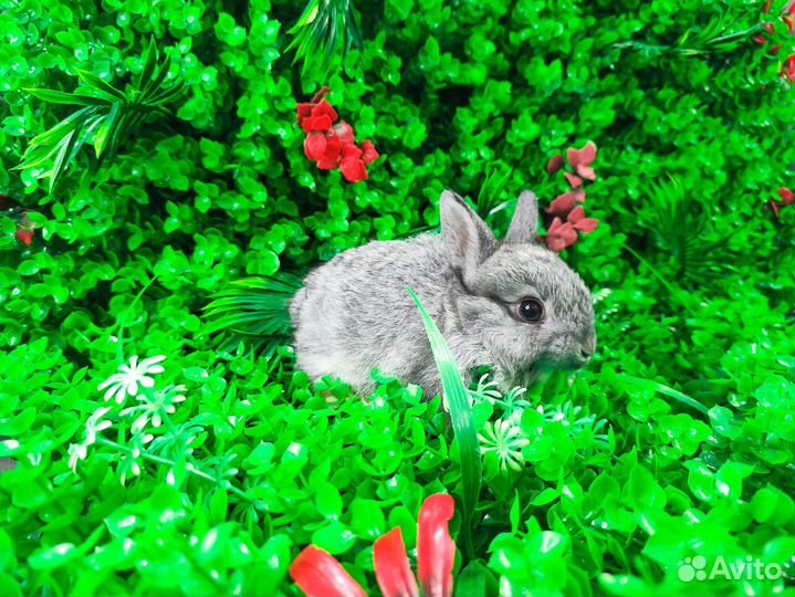 Мини карликовый кролик - это самый маленький