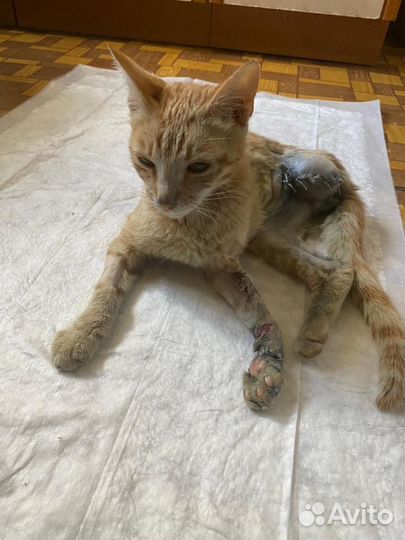 Нужен хозяин для рыжего