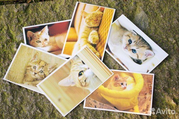 Открытки фото с котами