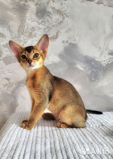 Абиссинская