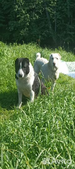 Услуги кинолога