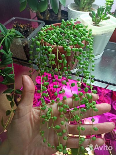 Крестовник Роули, Геррейна вар