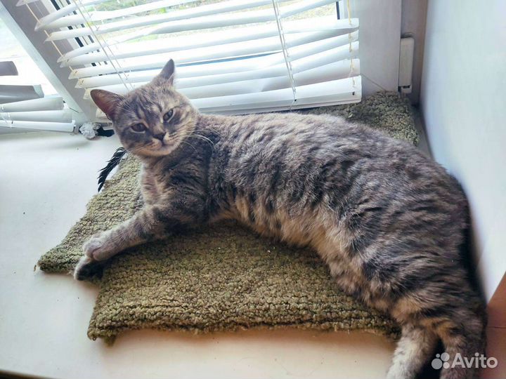 Котик в добрые руки
