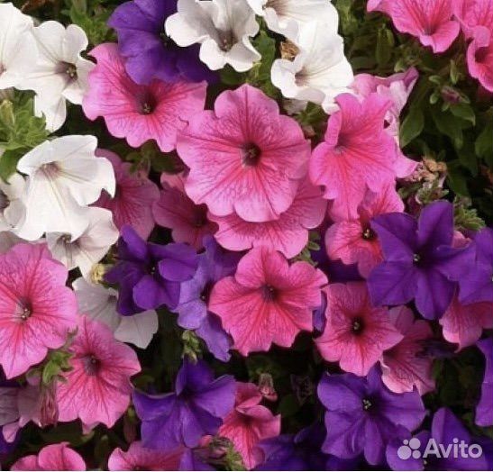 Петуния, декоративные цветы, семена
