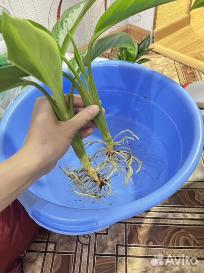 Аглаонема сильвер бей