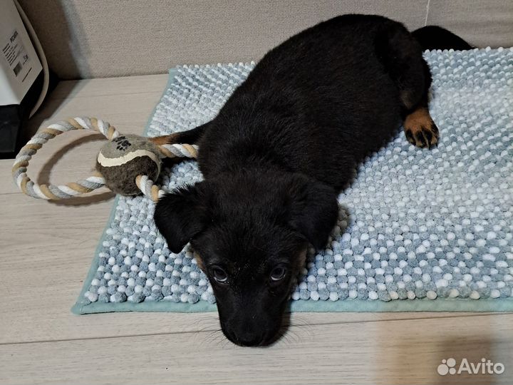 Отдам щенка в добрые руки