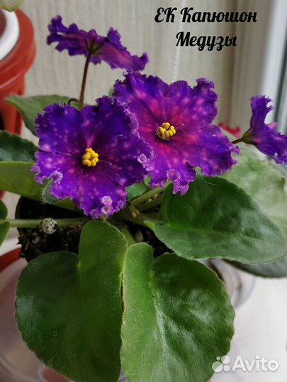 Детки сортовых фиалок